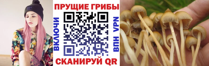Псилоцибиновые грибы Psilocybe  Советская Гавань 
